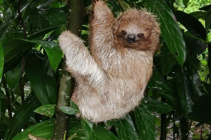 Sloths in their natural habitat & Blue river waterfall - Photo 1 of 20